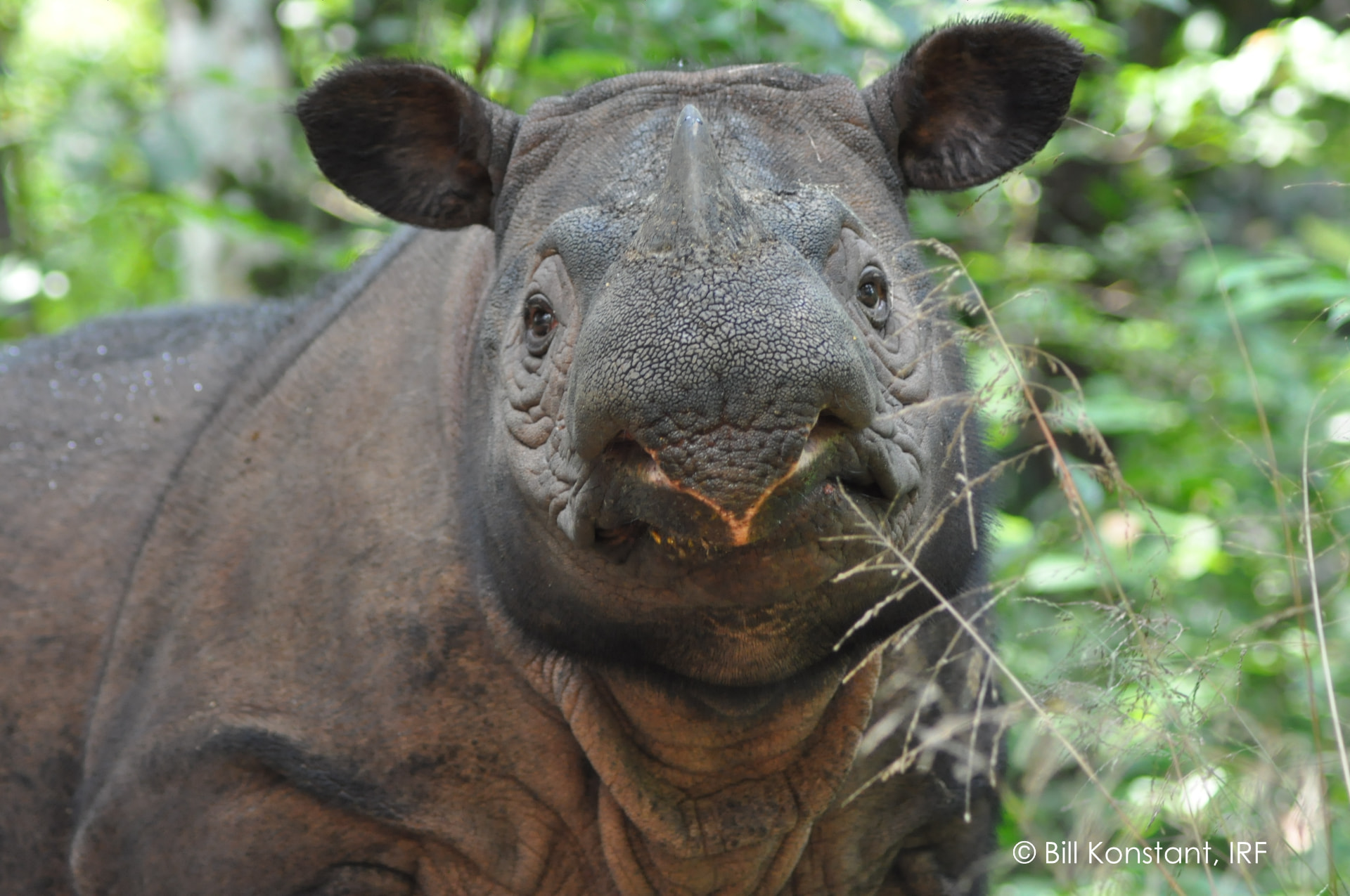 Sumatran rhinoceros in dense forest vegetation
