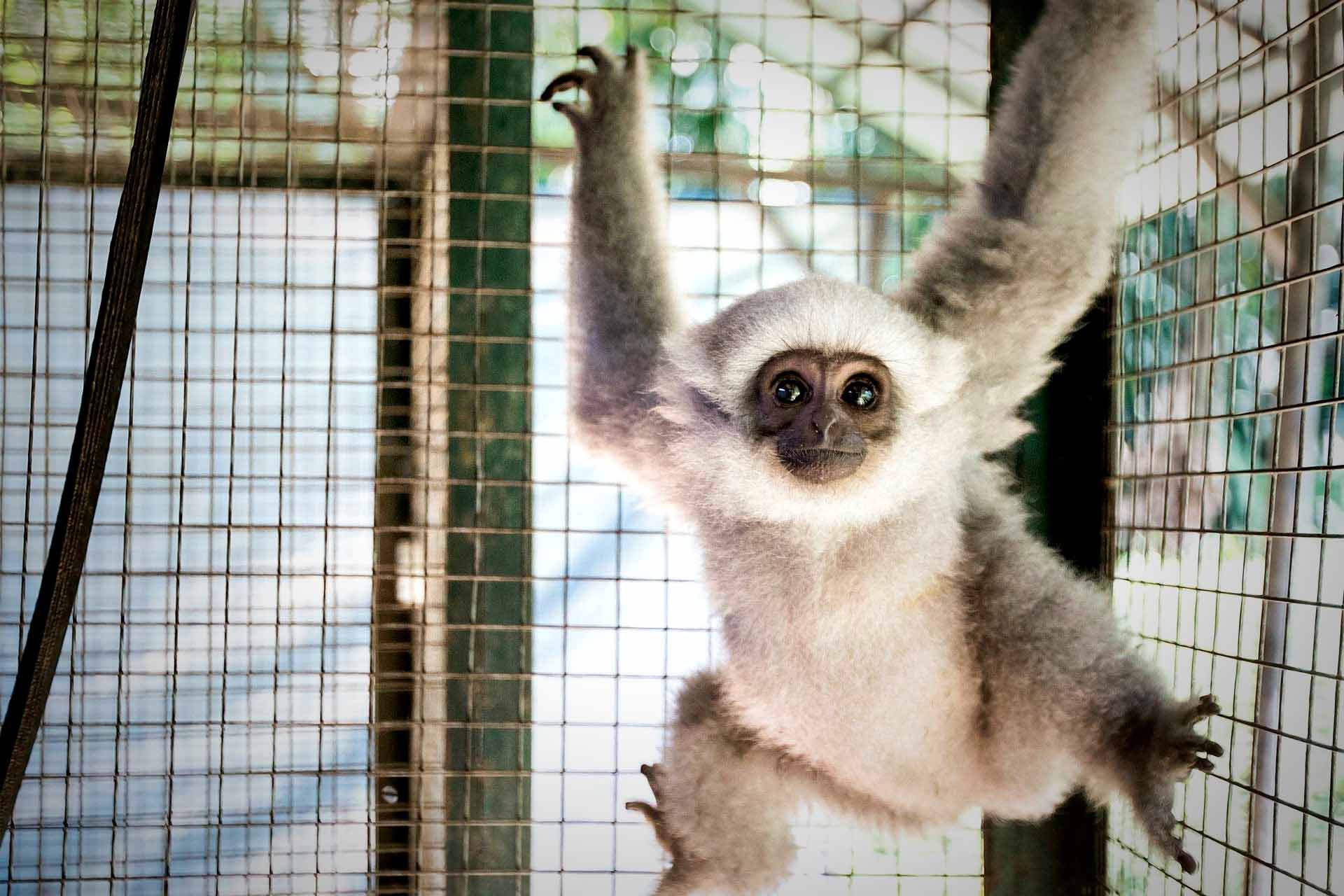 Young Javan gibbon reaching upward inside a rehabilitation enclosure at the Javan Gibbon Centre