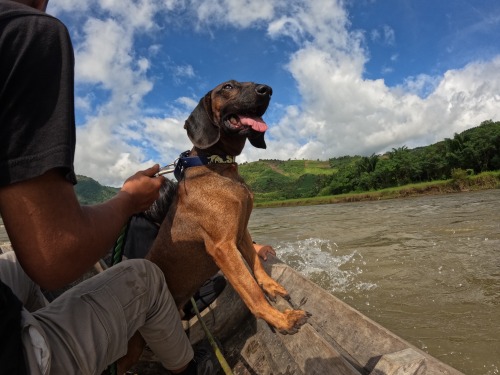 A K9 Unit tracking dog riding in a longboat on a river with its handler