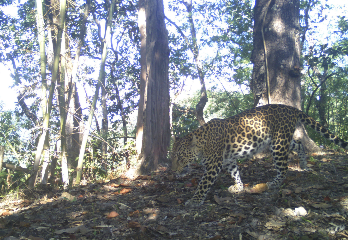 Camera-trap photograph of an Indochinese leopard moving through open forest