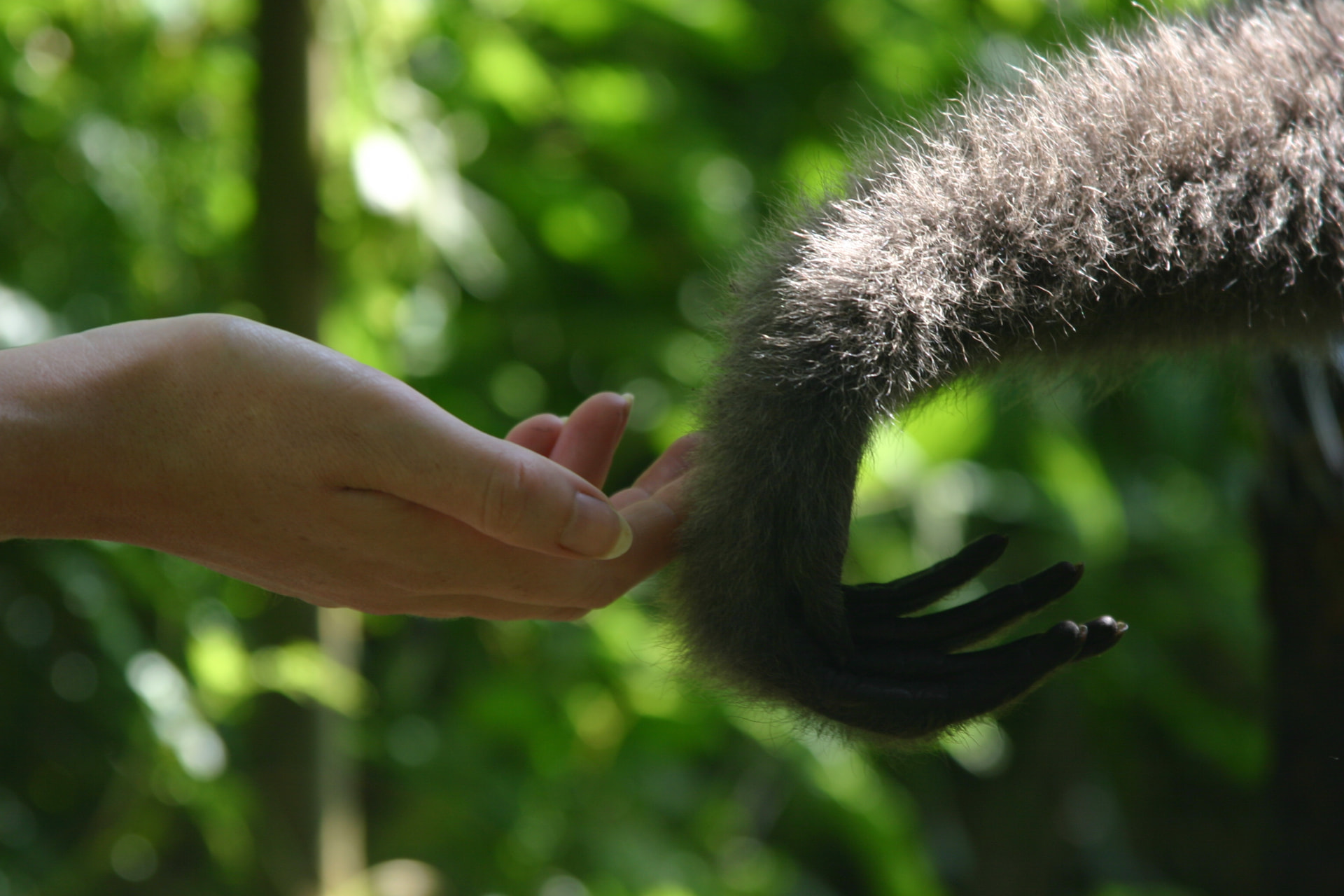 A human hand reaching out to touch the hand of a gibbon in the forest