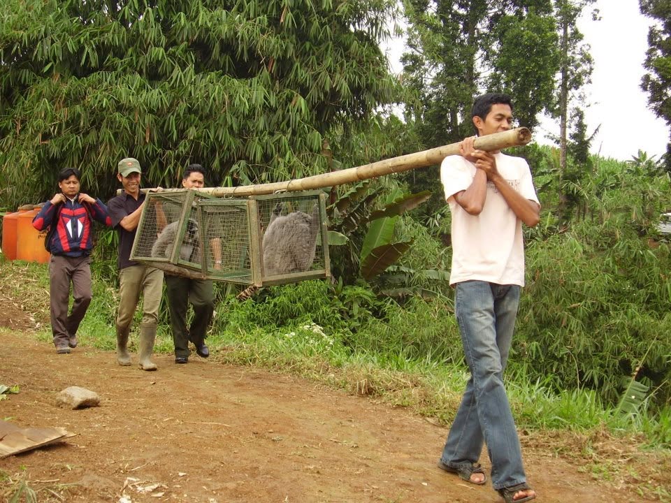 Team carrying a gibbon transport cage along a track toward the release site