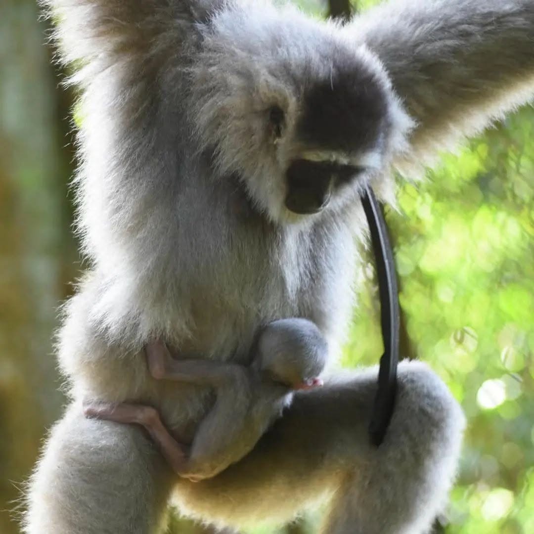 Wild Javan gibbon mother carrying her infant through the forest canopy