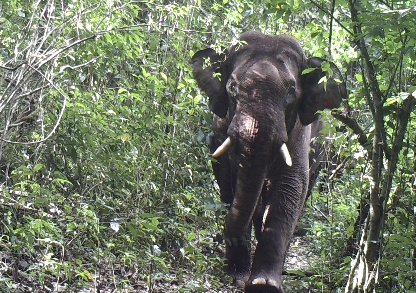 An Asian elephant standing among dense green forest