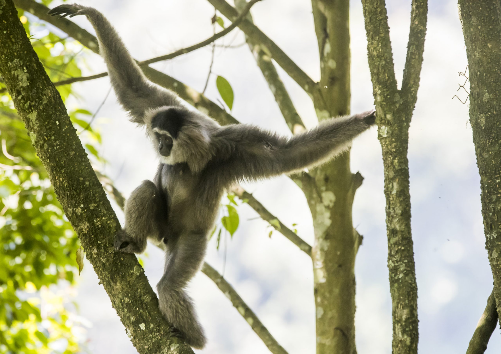 Javan gibbon stretching with arms extended between forest branches