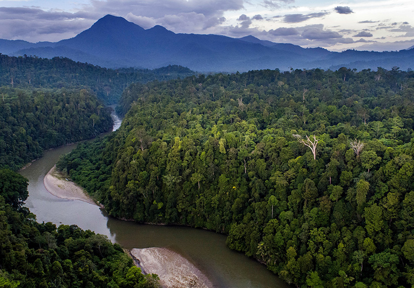 Misty rainforest and mountains of the Leuser Ecosystem, Sumatra