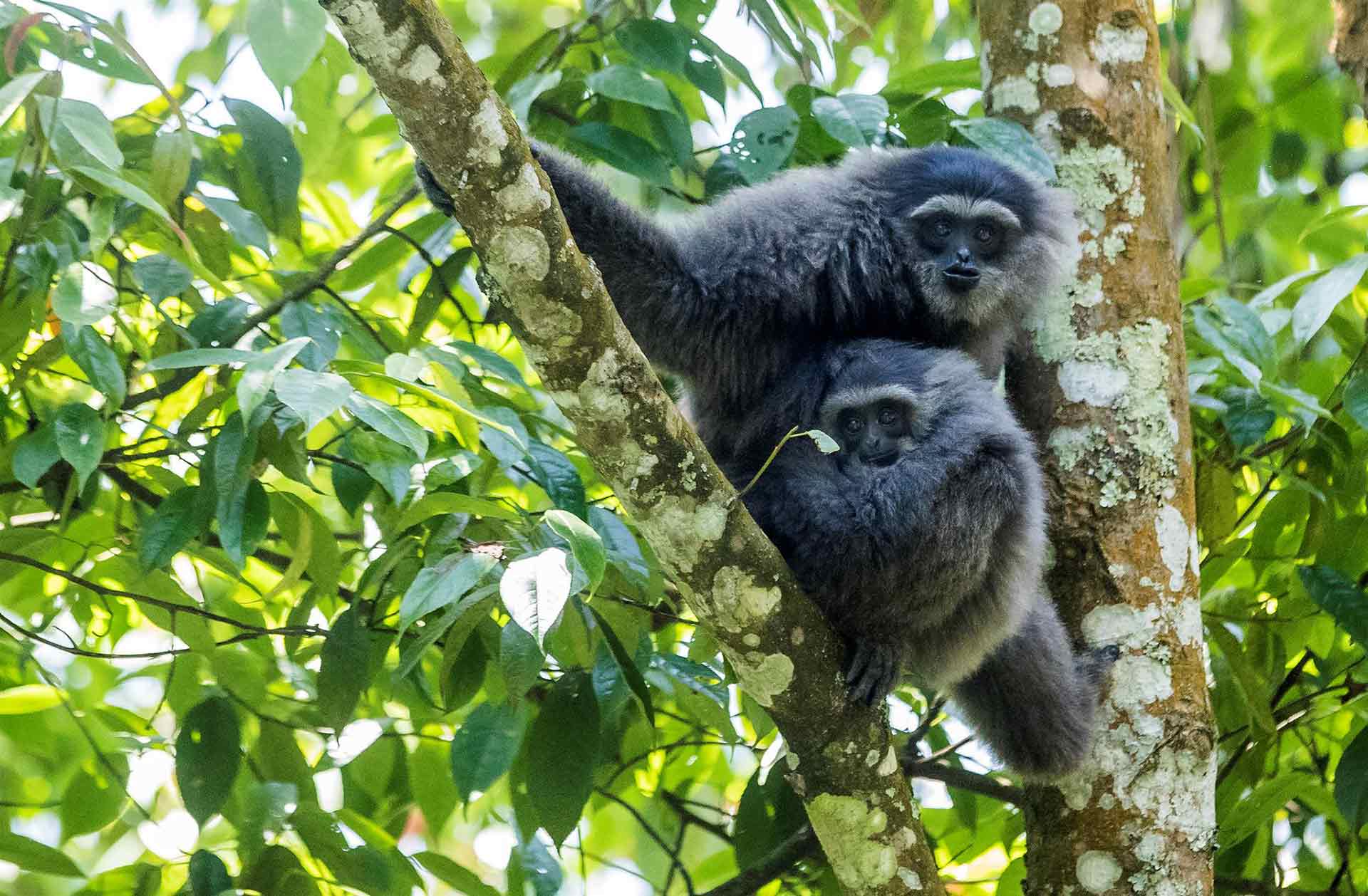 Two Javan gibbons resting together on a branch in the forest canopy