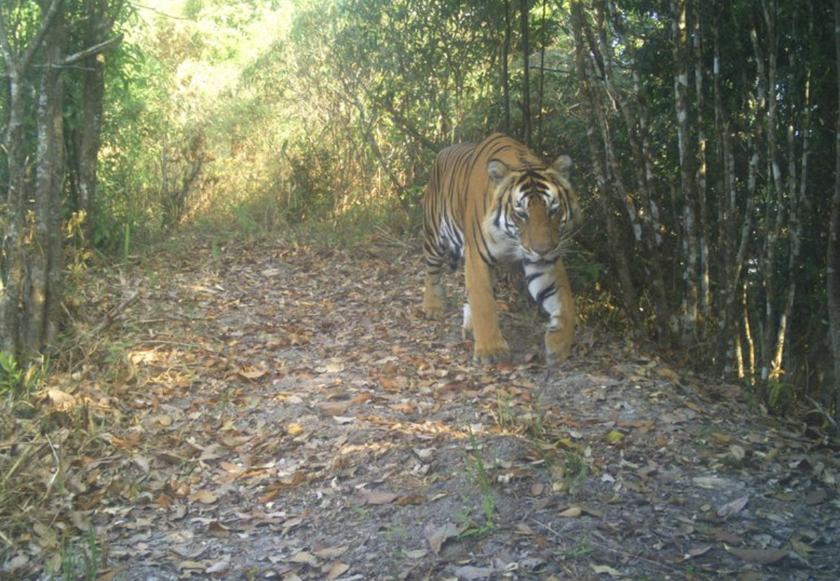 Camera-trap photograph of an Indochinese tiger walking a forest trail in Kawthoolei