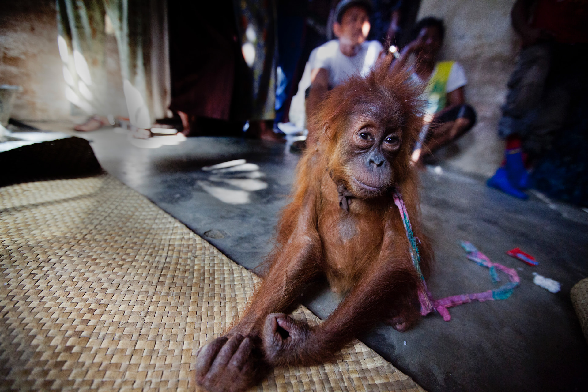 A young Sumatran orangutan tethered inside a village house, with people seated in the background