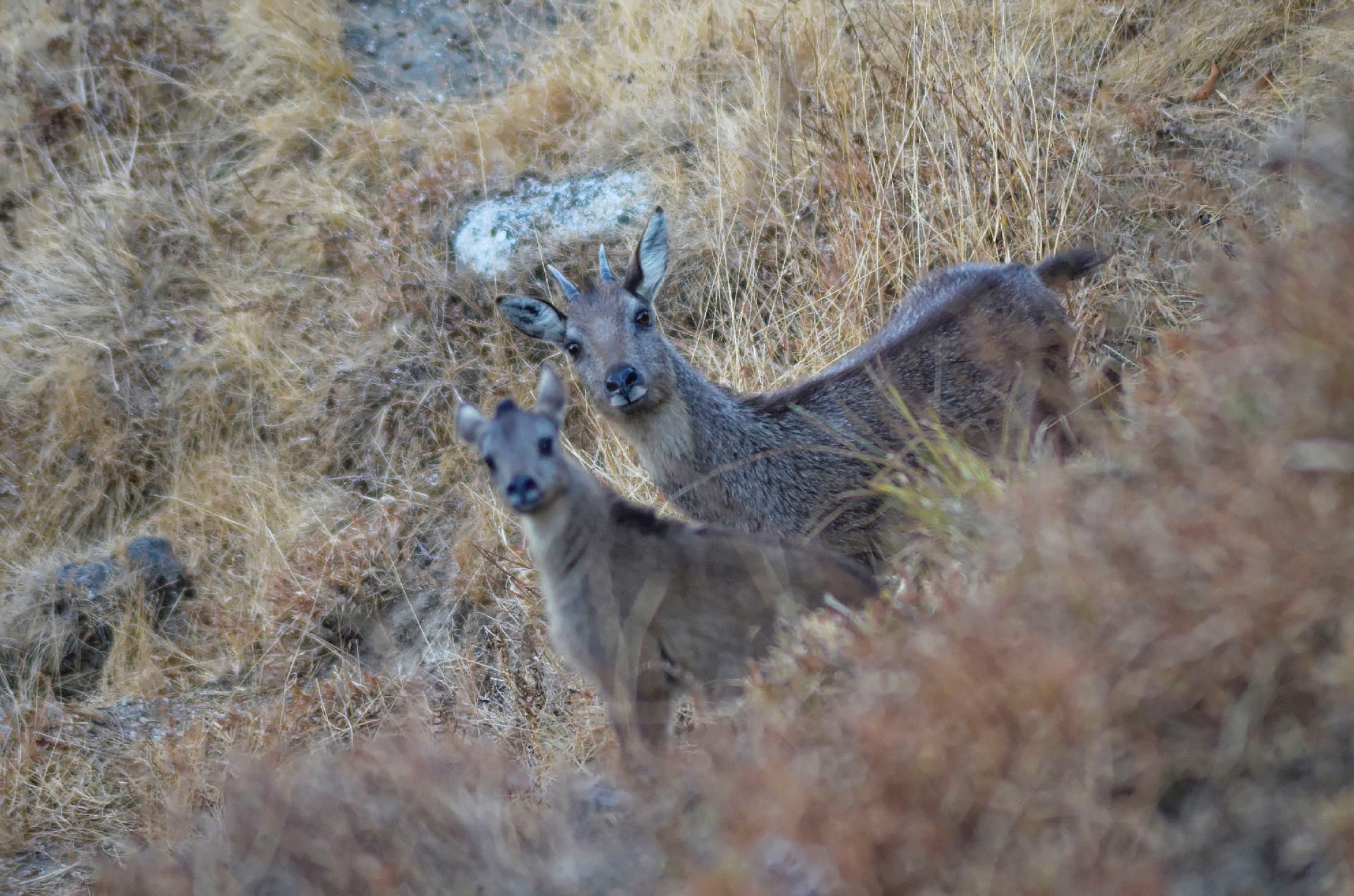 A Chinese goral and its young in dry grassland on a rocky slope