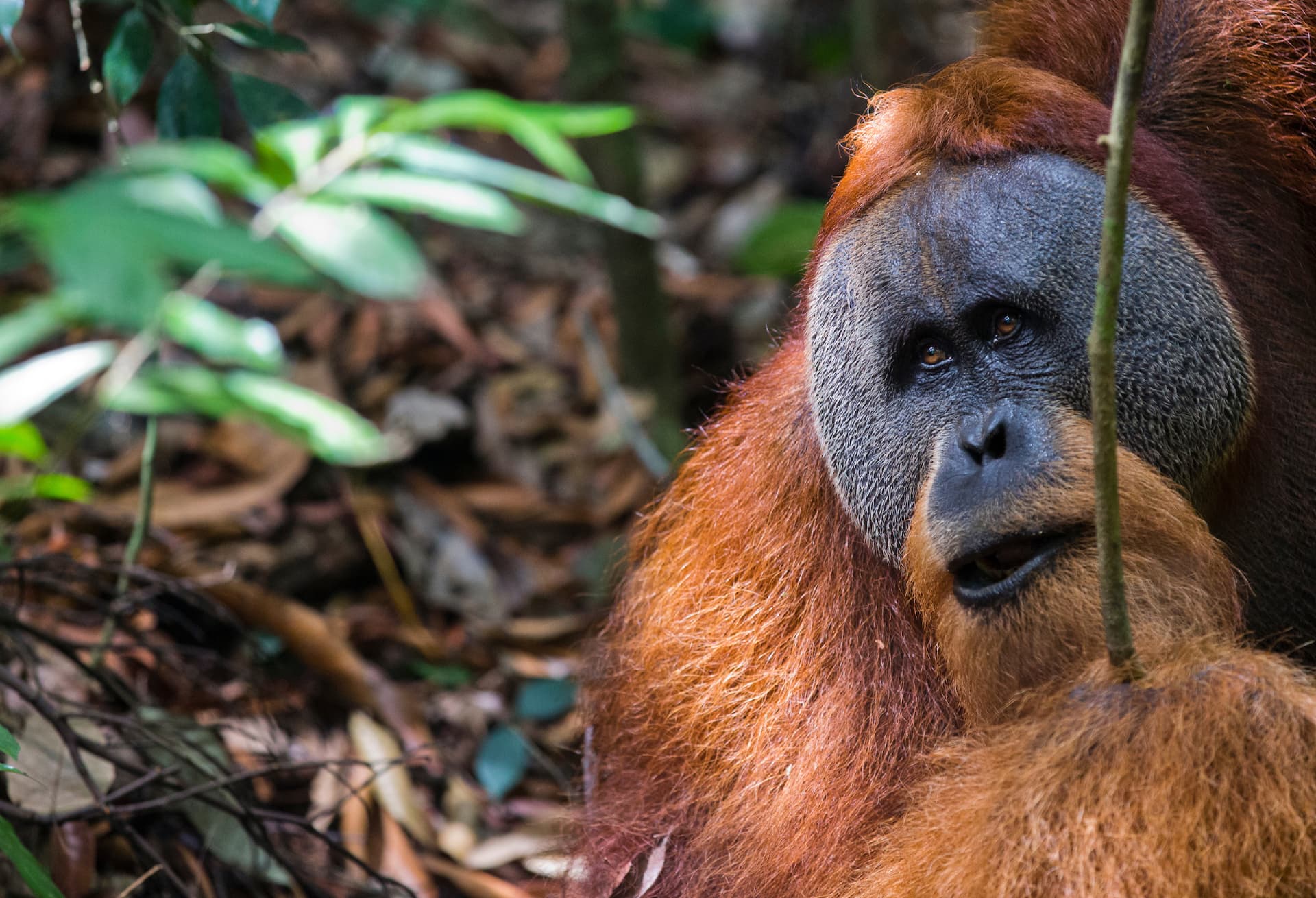 A male Sumatran orangutan resting on the rainforest floor among leaf litter and green foliage