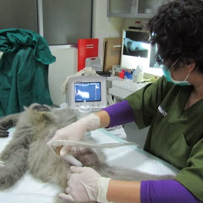Veterinarian examining a sedated Javan gibbon with an ultrasound